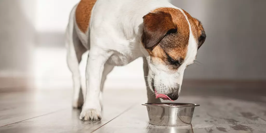 Bil Jac Dog Food: Top Benefits for Your Furry Friend