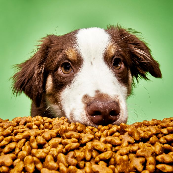 Farmina Dog Food: Top Benefits for Your Pet's Health