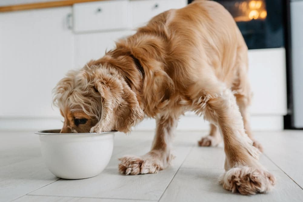 Open Farm Dog Food