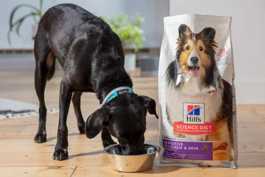 Sensitive Stomach Dog Food: Top Picks for Gentle Digestion