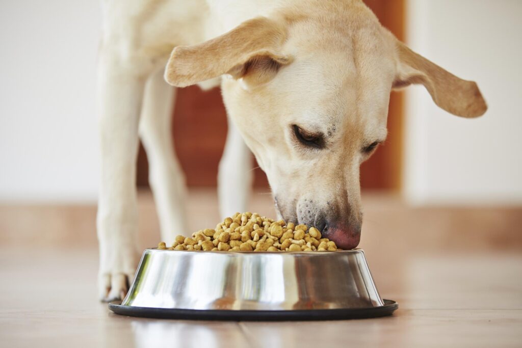 Is Purina One a Good Dog Food? Unleash the Truth!