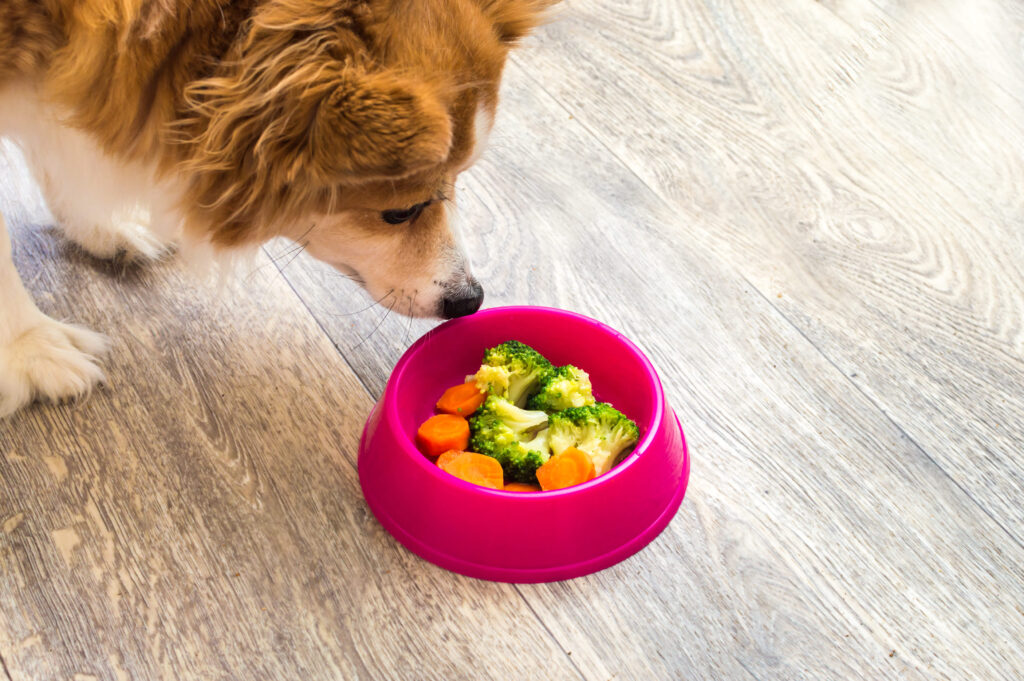 Nature's Blend Dog Food: Nutritious Choices for Pups