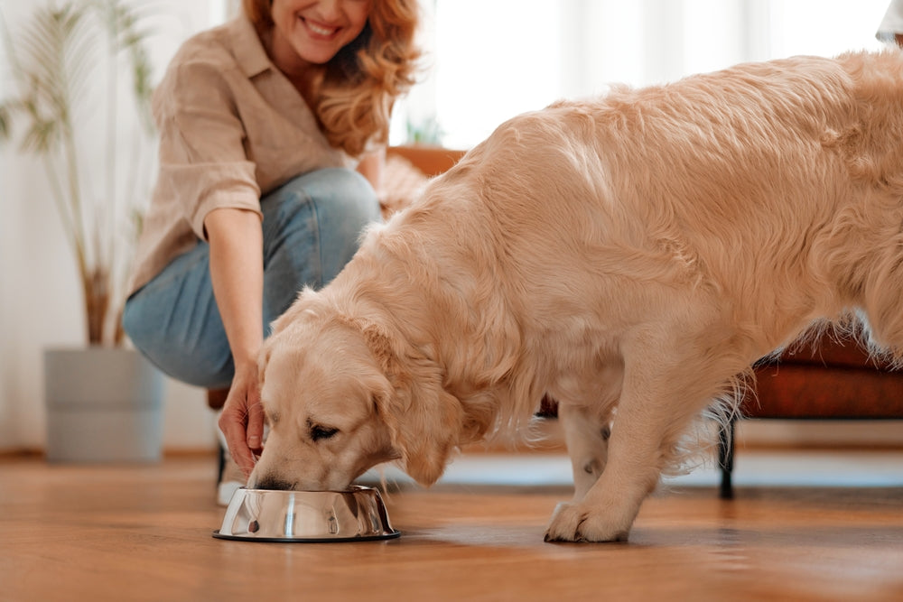 Open Farm Puppy Food: Unleash Your Pup's Potential!