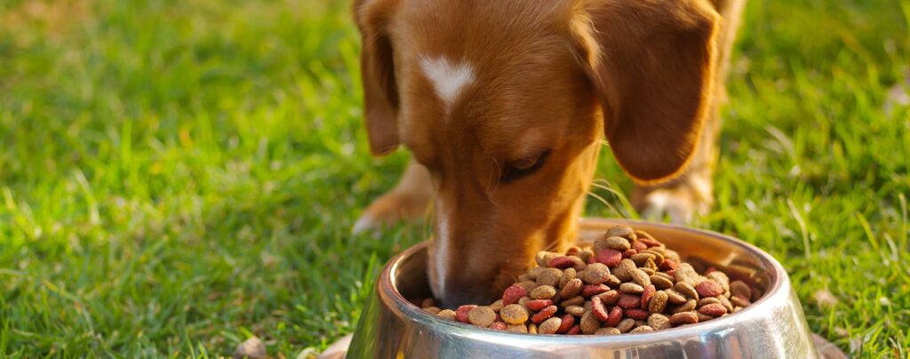 Wellness Puppy Food: Nourish Your Pup's Growth!