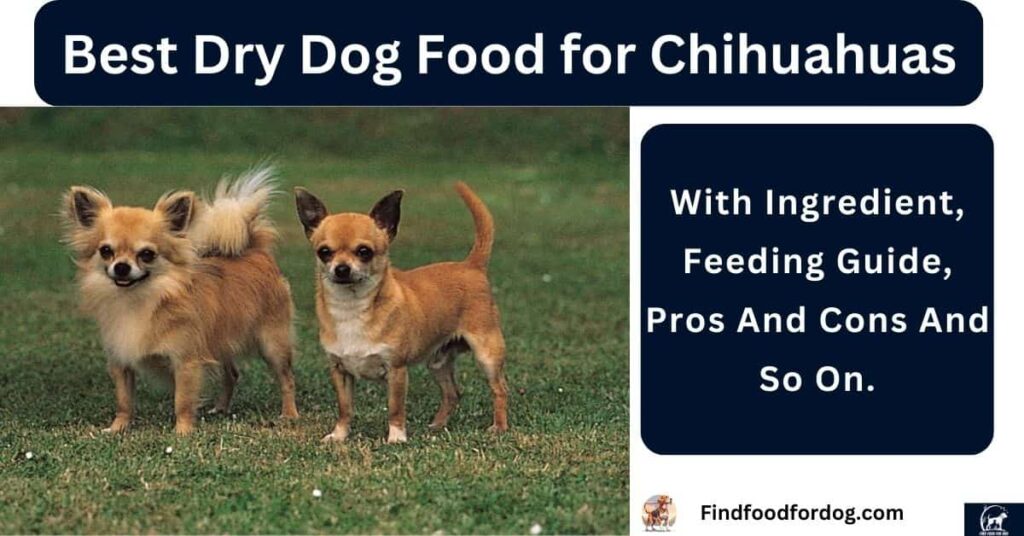 Best Dry Dog Food for Chihuahuas