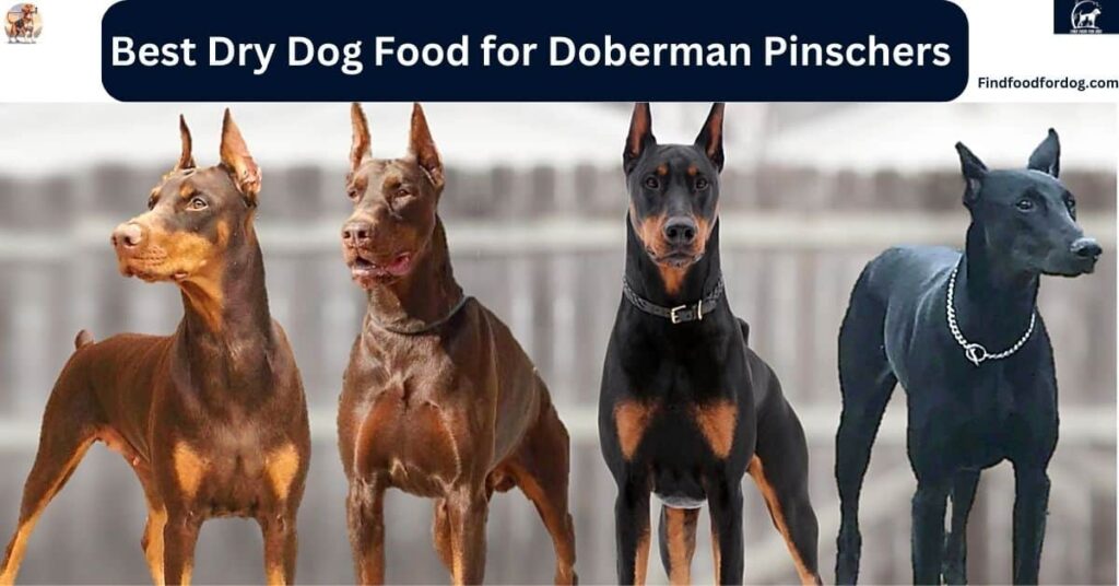 Best Dry Dog Food for Doberman Pinschers