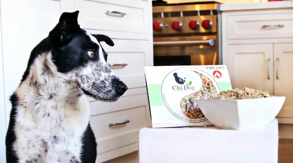 Best Dry Dog Food for Dogs With Seizures