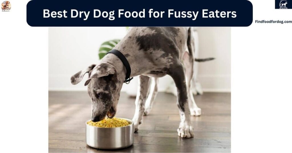 Best Dry Dog Food for Fussy Eaters