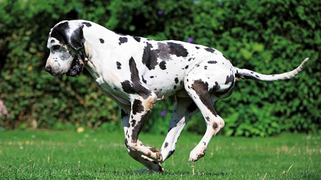 Best Dry Dog Food for Great Danes