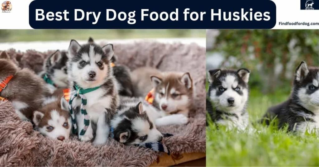 Best Dry Dog Food for Huskies