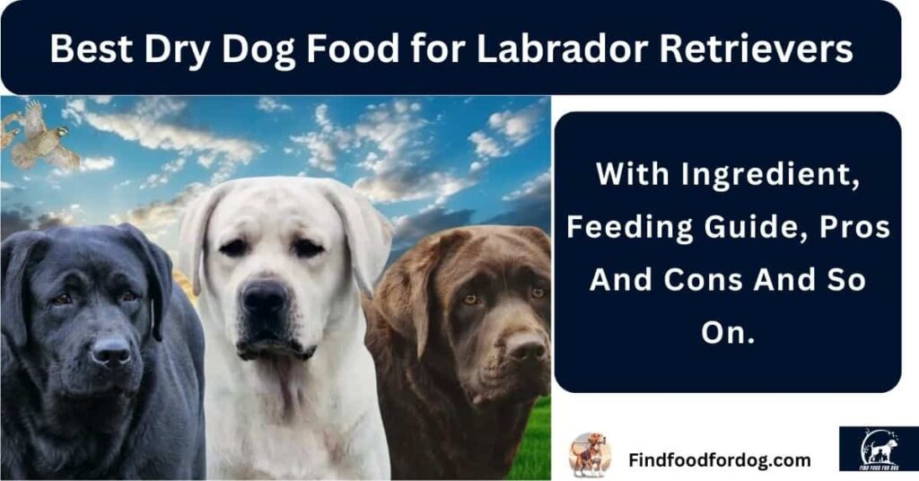 Best Dry Dog Food for Labrador Retrievers