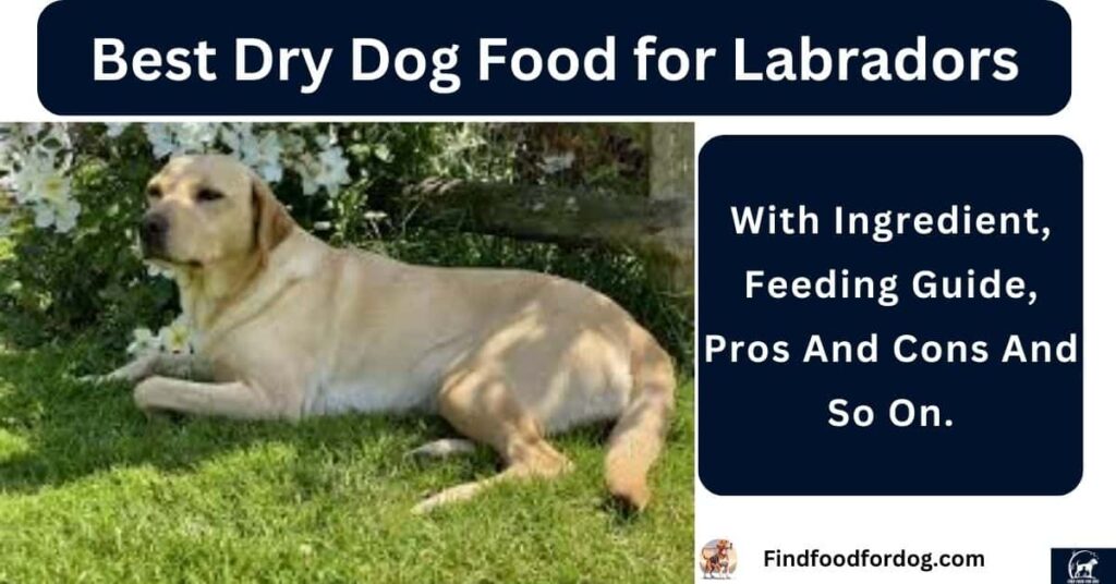 Best Dry Dog Food for Labradors