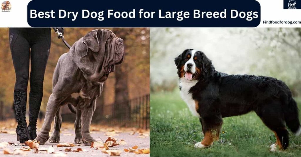 Best Dry Dog Food for Large Breed Dogs