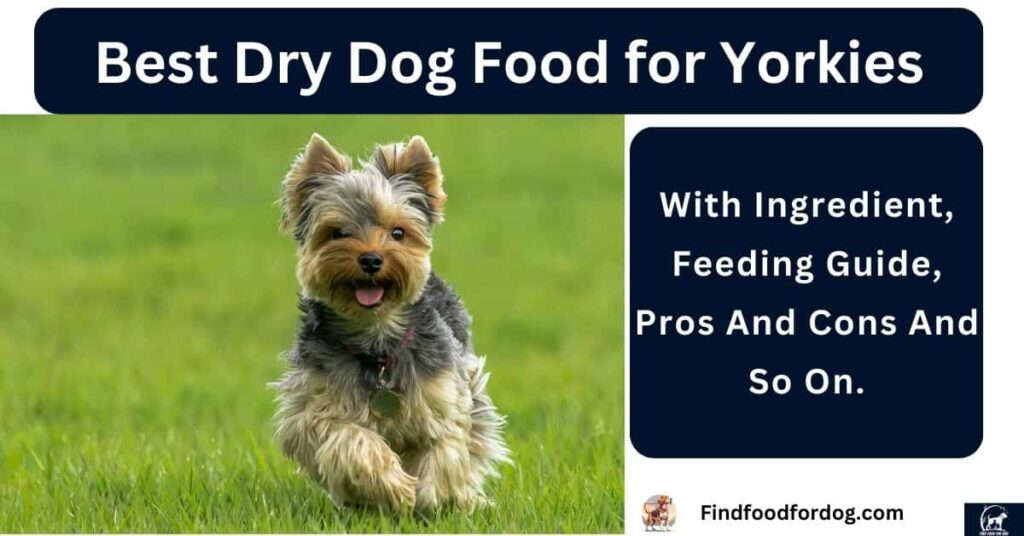 Best Dry Dog Food for Yorkies