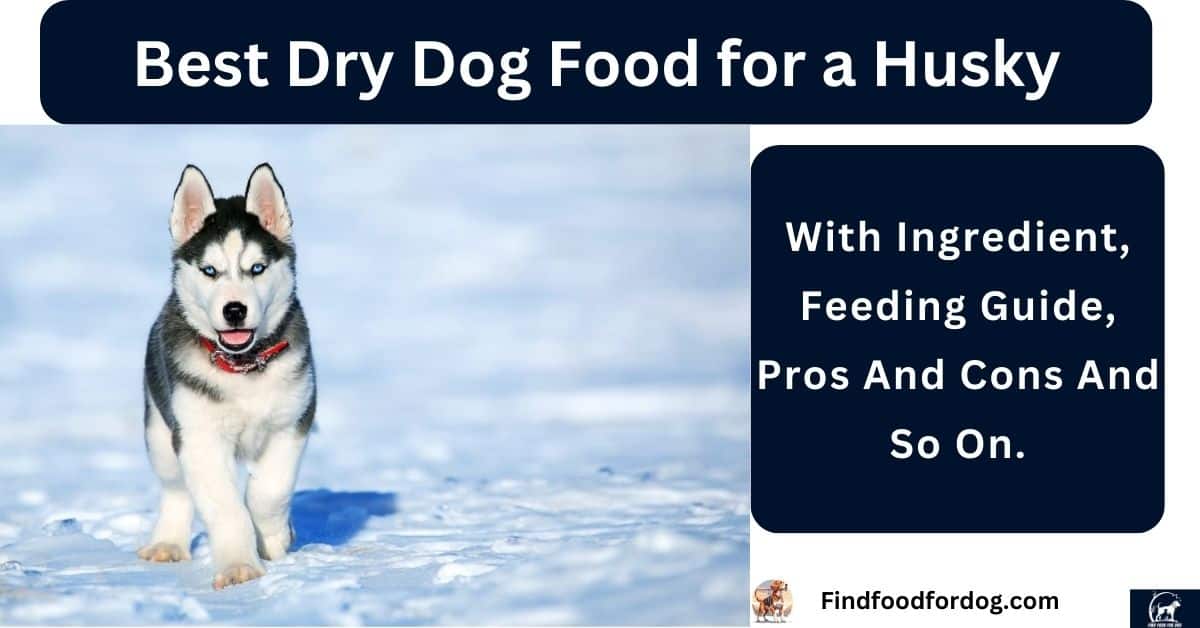Best Dry Dog Food for a Husky