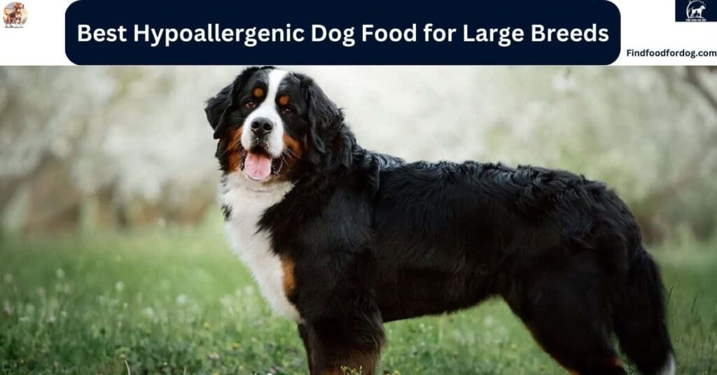 Best Hypoallergenic Dog Food for Large Breeds