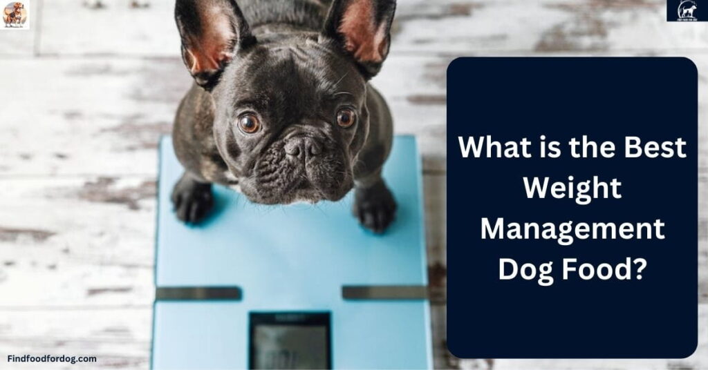 What is the Best Weight Management Dog Food?