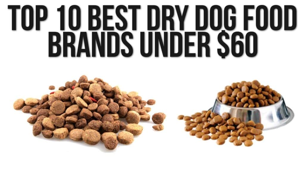 Best Dry Dog Food Brands in South Africa