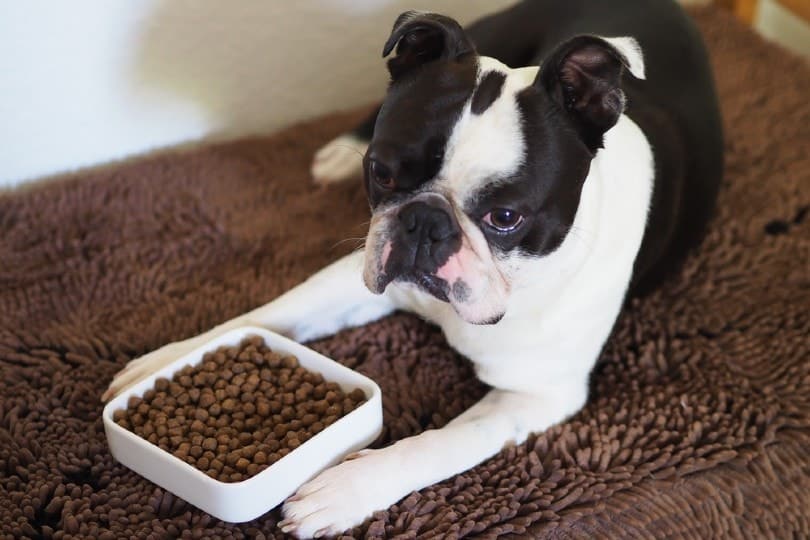 Best Dry Dog Food for Boston Terriers: Top Picks & Reviews!