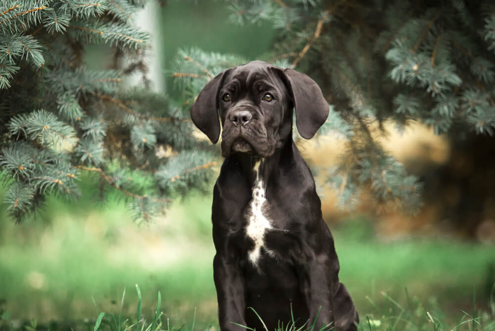 Best Dry Dog Food for Cane Corso Puppy: Top Picks!