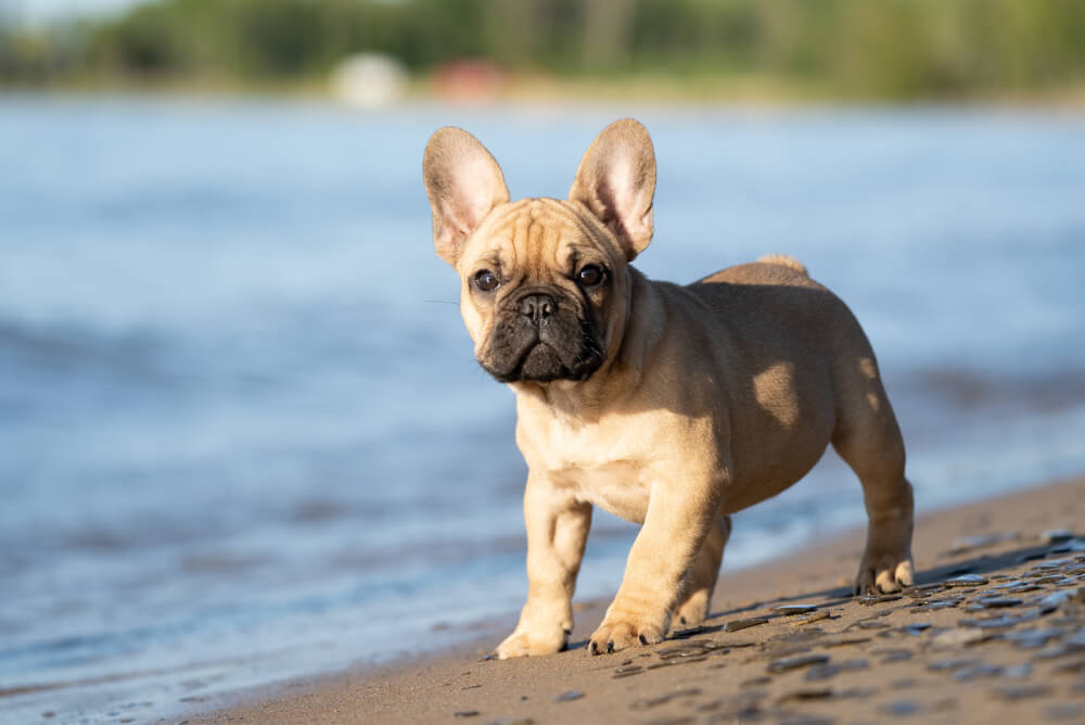 Best Dry Dog Food for French Bulldogs: Top Picks & Tips!