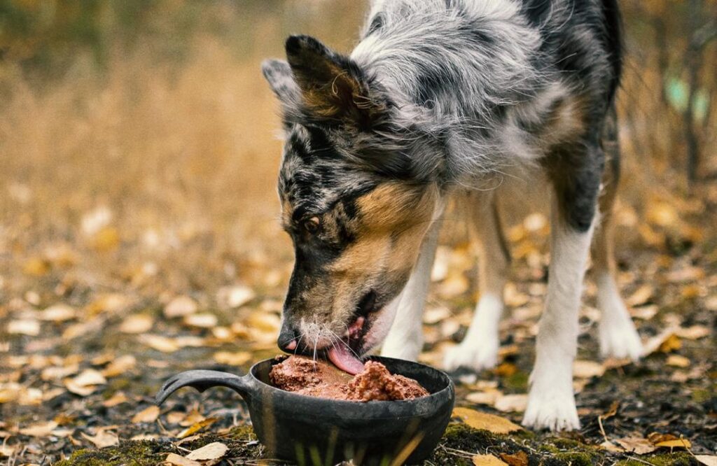 Best Dry Dog Food for Hypothyroidism: Top Tail-Wagging Picks!