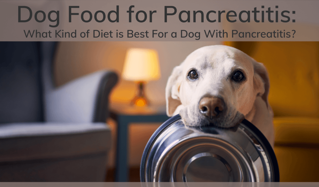 Best Non Prescription Dog Food for Seizures