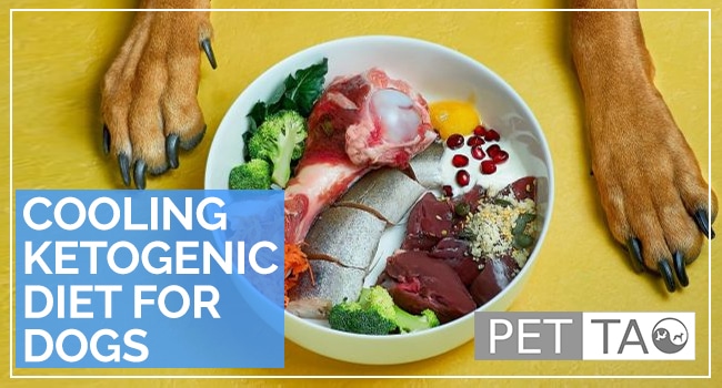 Ketogenic Diet Dog Food