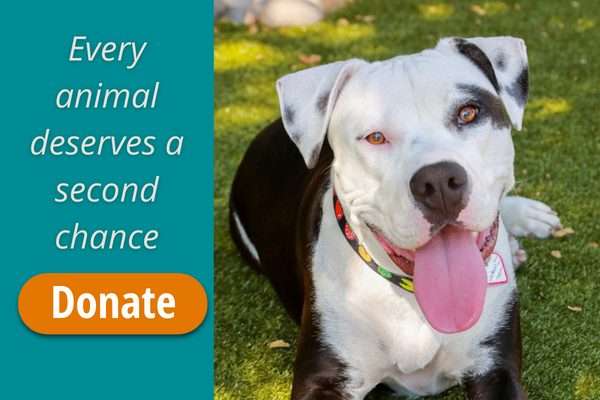 Animal Rescue League: Transforming Lives, One Paw at a Time