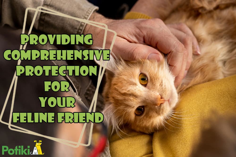 Best Cat Insurance: Protect Your Feline Friend Today