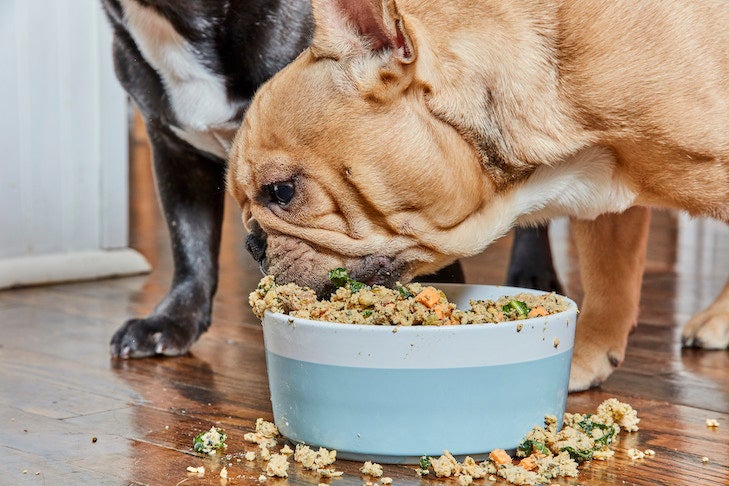 Best Feeding Schedule for Adult Dogs