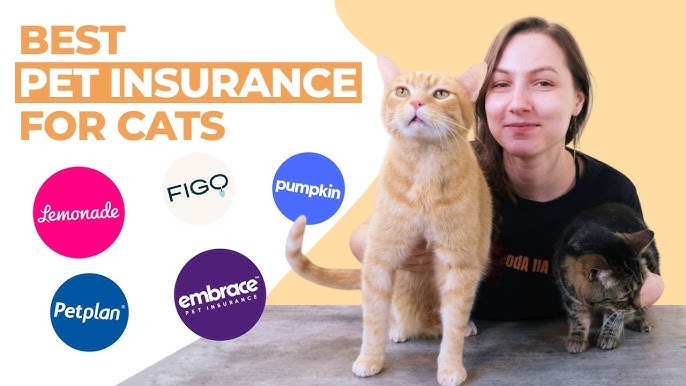 Best Pet Insurance for Cats: Top 5 Plans Reviewed