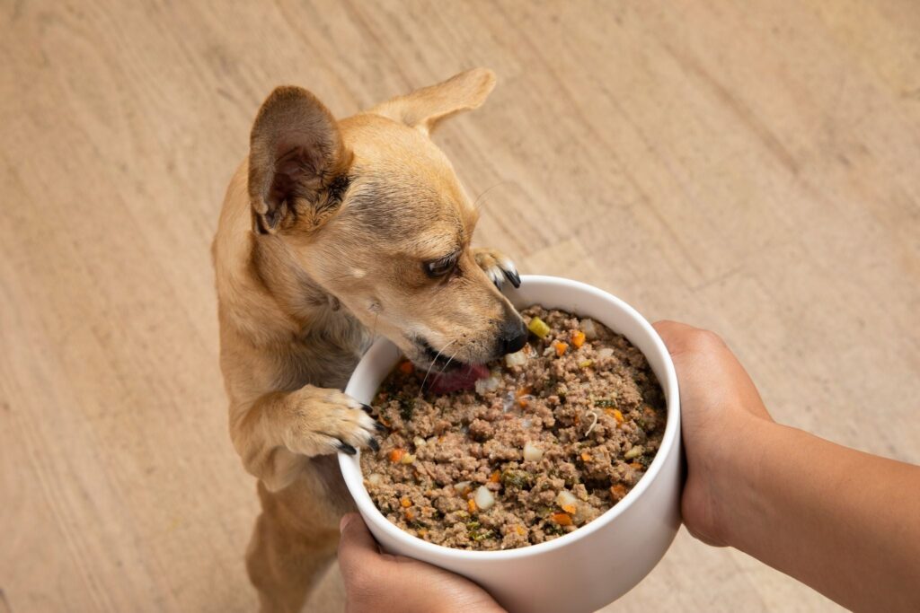 Best Wet Dog Food for Cushing'S Disease