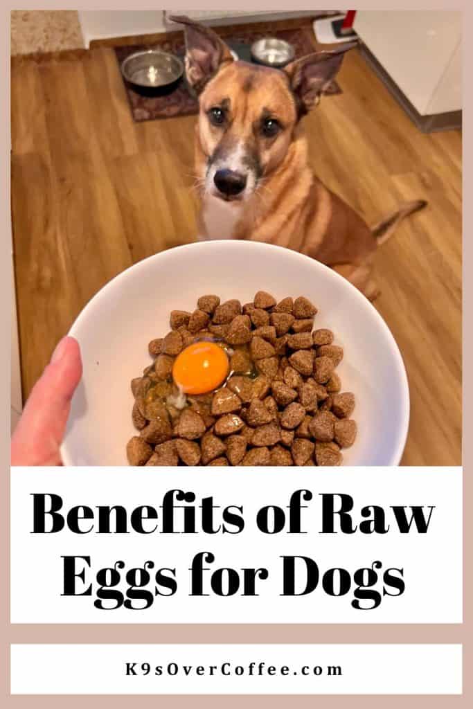 Cracked Raw Egg Over Dog Food