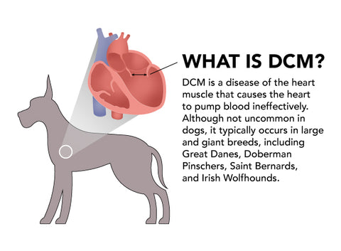 How Does Grain Free Dog Food Cause Heart Problems