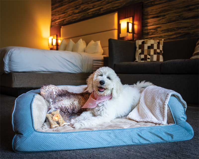 Pet Boarding Maryland: Your Furry Friend's Retreat!