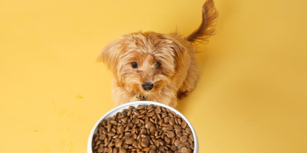 Should Dogs Eat Grain Free Dry Food