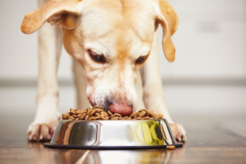 What is the Benefits of Grain Free Dog Food