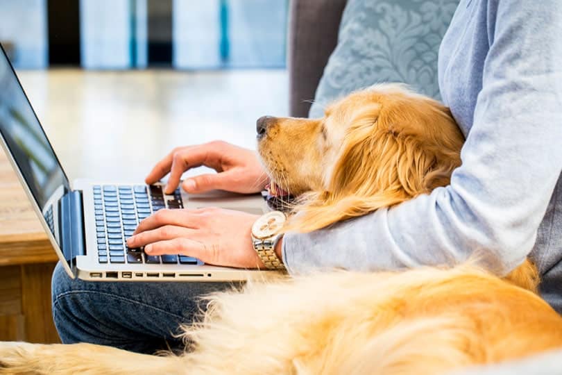 How to Keep Your Dog Happy While at Work