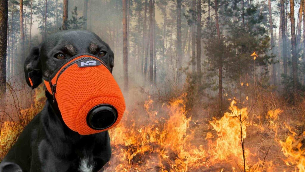 How to keep your pets safe from wildfire smok