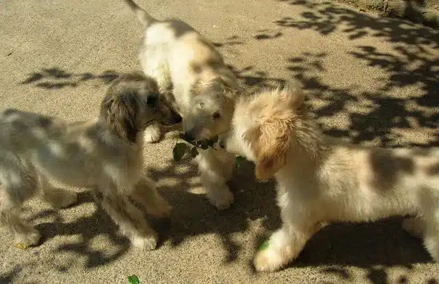 afghan hound puppy plying