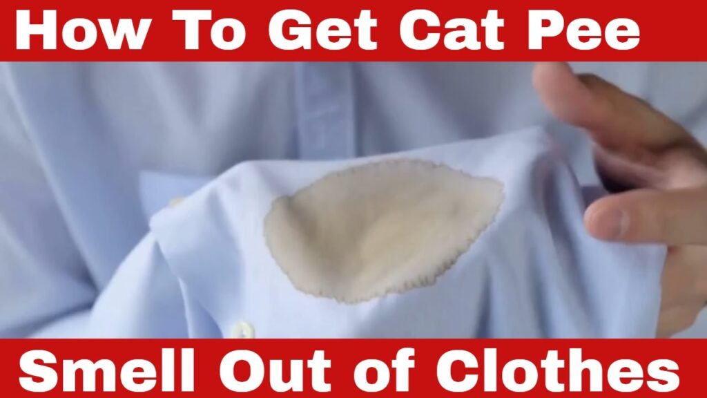 how to clean cat pee from clothes