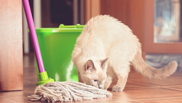 how to clean cat pee