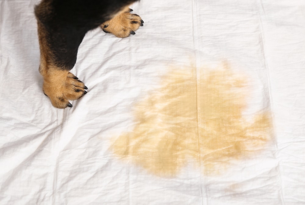 how to clean dog pee from mattress